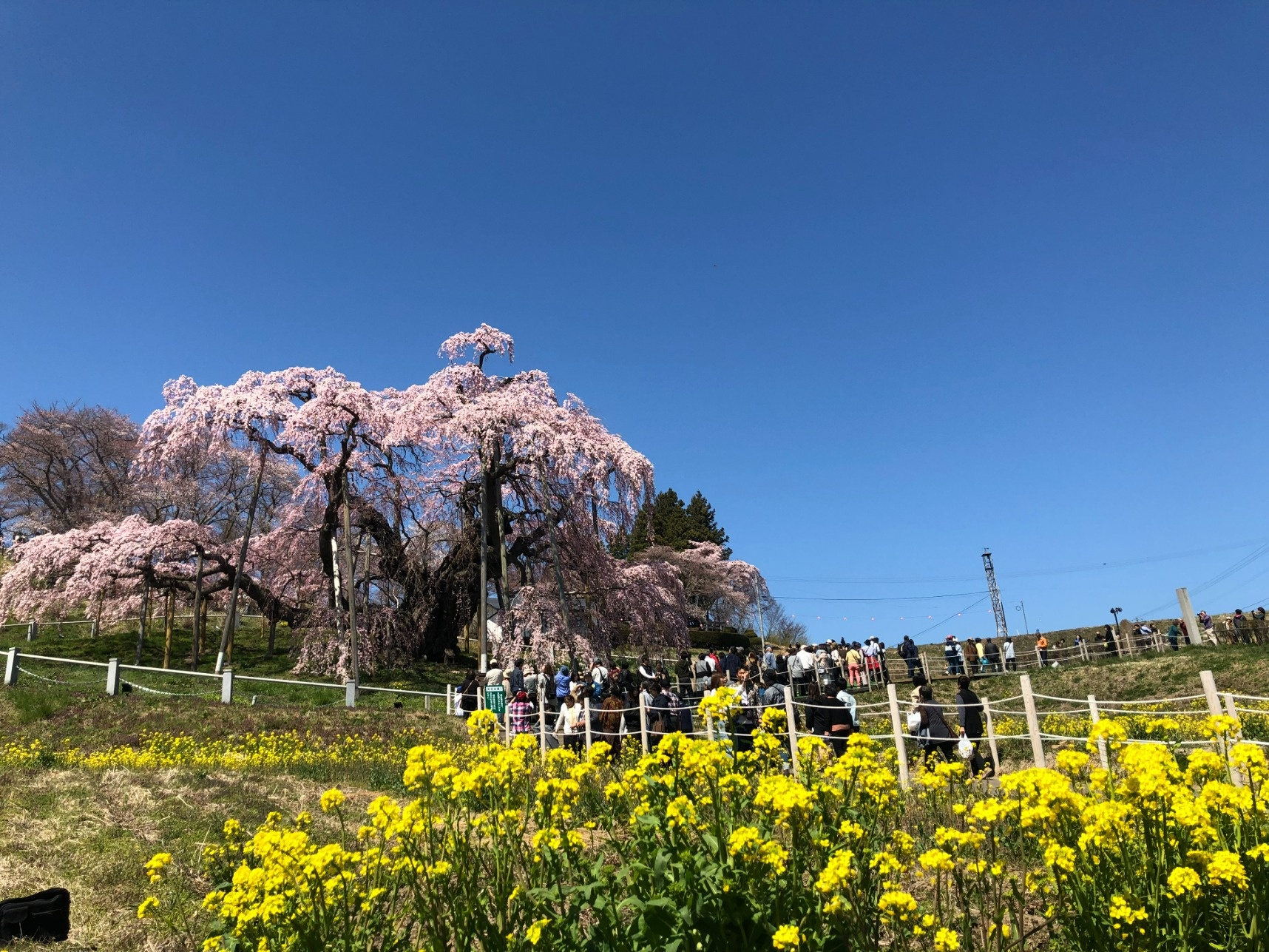 三春の滝桜 鶴ケ城さくらまつり 三春ハーブガーデンごちそうランチブッフェ 桜旅 新潟発添乗員同行の安心ツアーならトラベルマスターズ トラマス