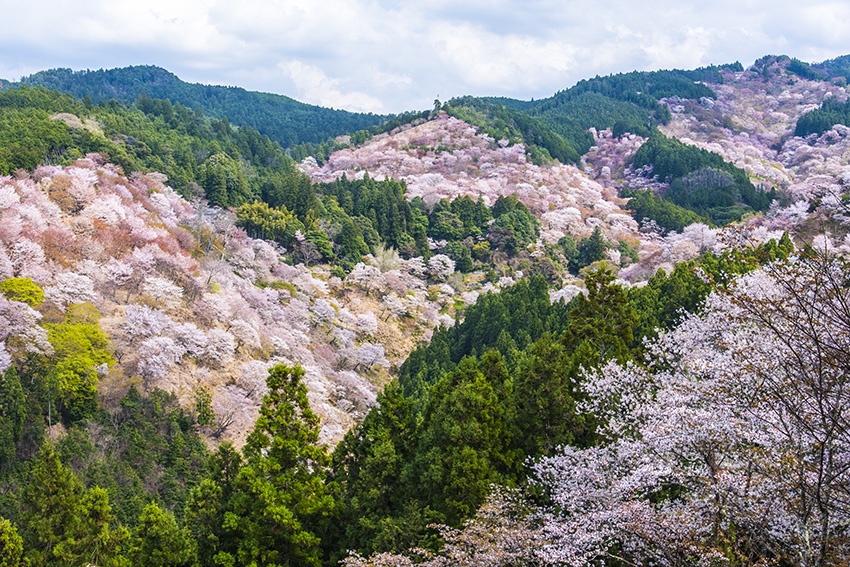 吉野山たっぷり３時間 京都のさくら三選 醍醐寺・二条城・平安神宮